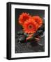 Red Blossoms on Black Stones-Uwe Merkel-Framed Photographic Print