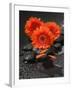 Red Blossoms on Black Stones-Uwe Merkel-Framed Photographic Print