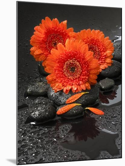 Red Blossoms on Black Stones-Uwe Merkel-Mounted Photographic Print