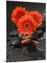 Red Blossoms on Black Stones-Uwe Merkel-Mounted Photographic Print