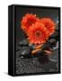 Red Blossoms on Black Stones-Uwe Merkel-Framed Stretched Canvas