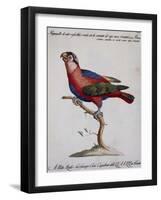 Red-Blue and Green Parrot (Psittacus Coccineo-null-Framed Giclee Print