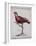 Red-Blue and Green Parrot (Psittacus Coccineo-null-Framed Giclee Print