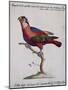 Red-Blue and Green Parrot (Psittacus Coccineo-null-Mounted Giclee Print