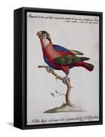 Red-Blue and Green Parrot (Psittacus Coccineo-null-Framed Stretched Canvas