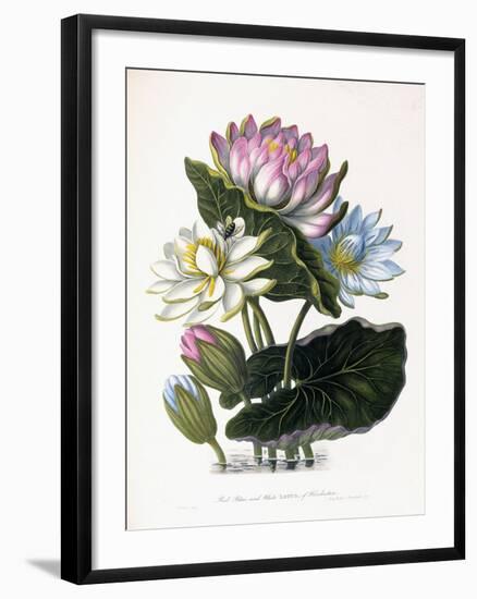 Red, Blue, and White Lotus, of Hindostan, 1781-James Forbes-Framed Giclee Print