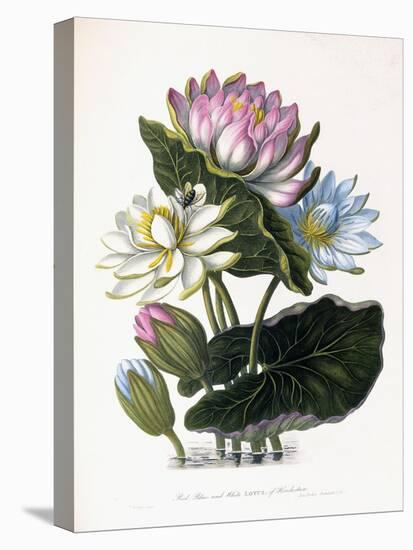 Red, Blue, and White Lotus, of Hindostan, 1781-James Forbes-Stretched Canvas