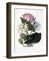 Red, Blue, and White Lotus, of Hindostan, 1781-James Forbes-Framed Giclee Print