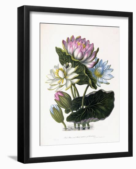 Red, Blue, and White Lotus, of Hindostan, 1781-James Forbes-Framed Giclee Print