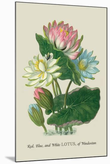 Red, Blue, and White Lotus of the Hindostan-J. Forbes-Mounted Art Print