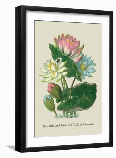 Red, Blue, and White Lotus of the Hindostan-J. Forbes-Framed Art Print