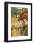 Red Border Collie Dog and Horse-Ksuksa-Framed Photographic Print