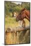 Red Border Collie Dog and Horse-Ksuksa-Mounted Photographic Print