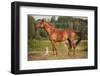 Red Border Collie Dog and Horse-Ksuksa-Framed Photographic Print