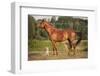 Red Border Collie Dog and Horse-Ksuksa-Framed Photographic Print