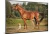 Red Border Collie Dog and Horse-Ksuksa-Mounted Photographic Print