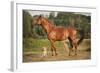 Red Border Collie Dog and Horse-Ksuksa-Framed Photographic Print