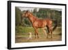 Red Border Collie Dog and Horse-Ksuksa-Framed Photographic Print