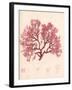 Red Botanical Study I-Kimberly Poloson-Framed Art Print