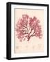 Red Botanical Study I-Kimberly Poloson-Framed Premium Giclee Print