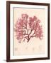 Red Botanical Study I-Kimberly Poloson-Framed Premium Giclee Print