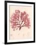 Red Botanical Study I-Kimberly Poloson-Framed Premium Giclee Print