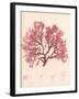 Red Botanical Study I-Kimberly Poloson-Framed Premium Giclee Print