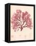 Red Botanical Study I-Kimberly Poloson-Framed Stretched Canvas