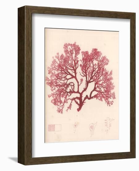 Red Botanical Study I-Kimberly Poloson-Framed Art Print