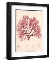 Red Botanical Study I-Kimberly Poloson-Framed Art Print