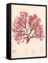 Red Botanical Study I-Kimberly Poloson-Framed Stretched Canvas