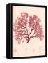 Red Botanical Study I-Kimberly Poloson-Framed Stretched Canvas