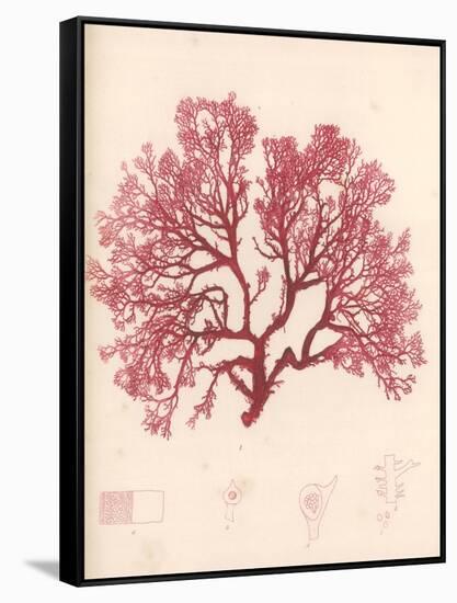 Red Botanical Study I-Kimberly Poloson-Framed Stretched Canvas