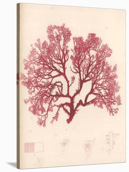 Red Botanical Study I-Kimberly Poloson-Stretched Canvas