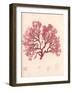 Red Botanical Study I-Kimberly Poloson-Framed Art Print