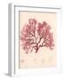 Red Botanical Study I-Kimberly Poloson-Framed Art Print