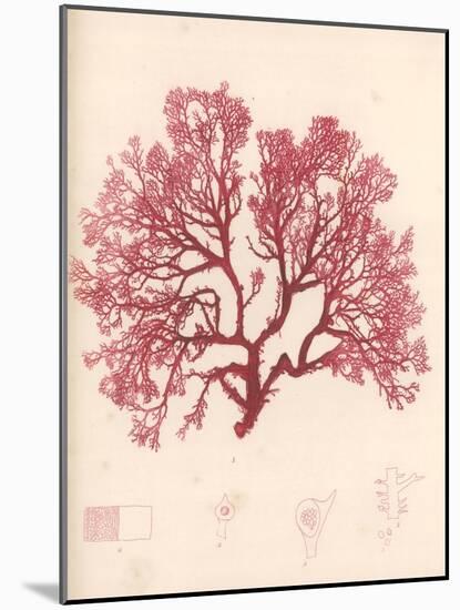 Red Botanical Study I-Kimberly Poloson-Mounted Art Print