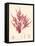 Red Botanical Study II-Kimberly Poloson-Framed Stretched Canvas