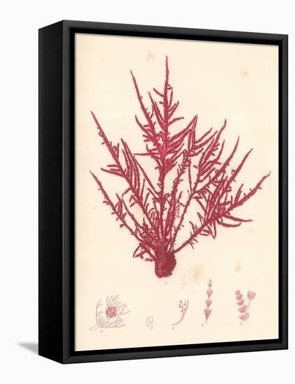 Red Botanical Study II-Kimberly Poloson-Framed Stretched Canvas