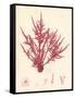 Red Botanical Study II-Kimberly Poloson-Framed Stretched Canvas