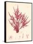 Red Botanical Study II-Kimberly Poloson-Framed Stretched Canvas