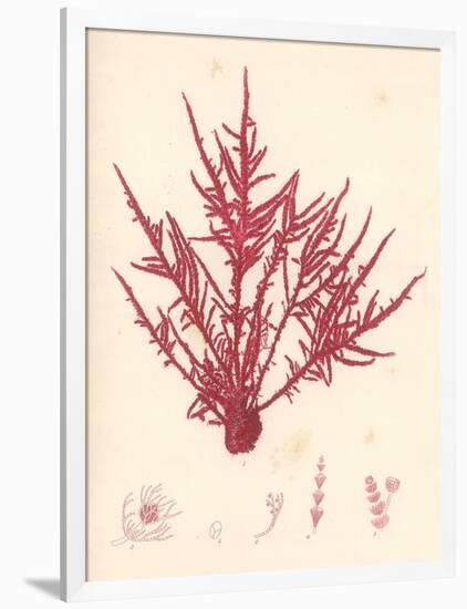 Red Botanical Study II-Kimberly Poloson-Framed Premium Giclee Print