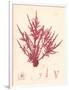 Red Botanical Study II-Kimberly Poloson-Framed Premium Giclee Print