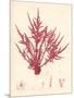 Red Botanical Study II-Kimberly Poloson-Mounted Premium Giclee Print