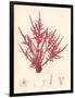 Red Botanical Study II-Kimberly Poloson-Framed Premium Giclee Print