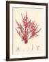 Red Botanical Study II-Kimberly Poloson-Framed Art Print