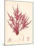 Red Botanical Study II-Kimberly Poloson-Mounted Art Print