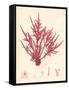 Red Botanical Study II-Kimberly Poloson-Framed Stretched Canvas