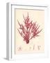 Red Botanical Study II-Kimberly Poloson-Framed Art Print