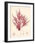 Red Botanical Study II-Kimberly Poloson-Framed Premium Giclee Print